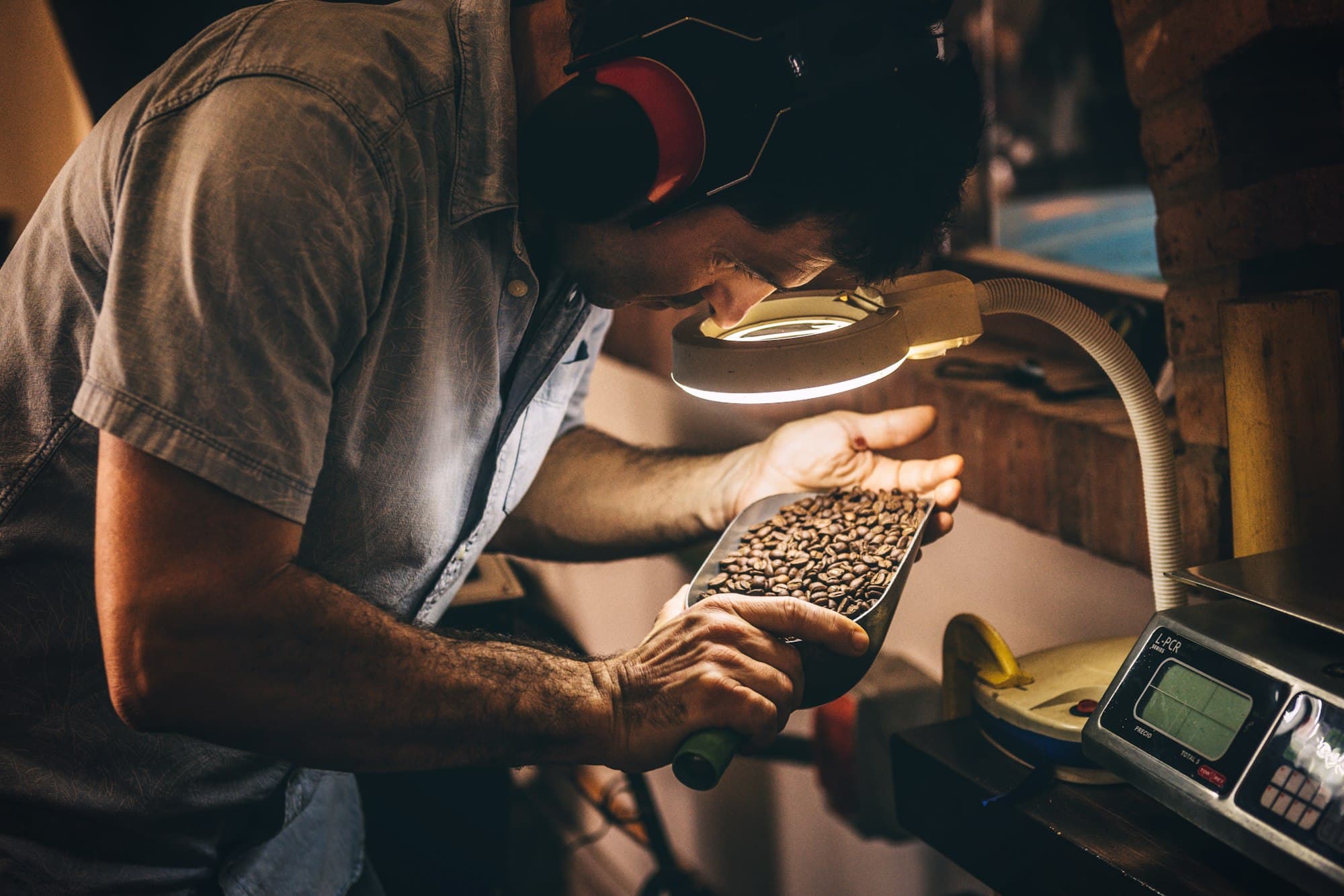 Hands sorting green coffee